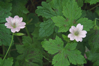 Geranium versicolor bestellen